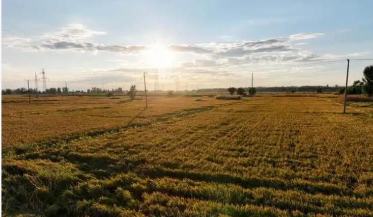 1757469217517681.jpg 稻田.jpg