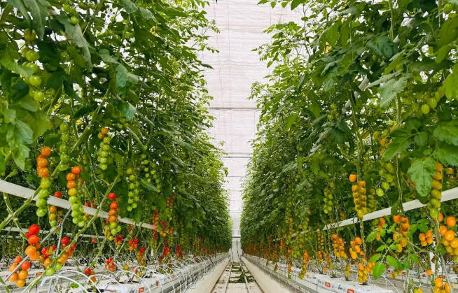 1761704649264586.jpg 溫室種植.jpg