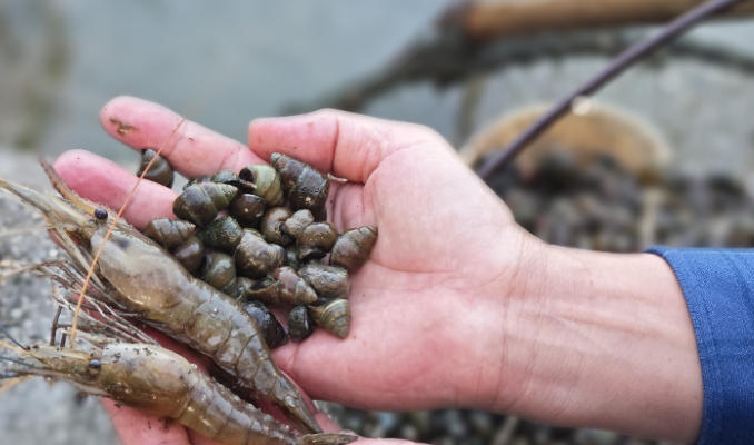 1762393908402426.jpg 古法養(yǎng)螺基地.jpg