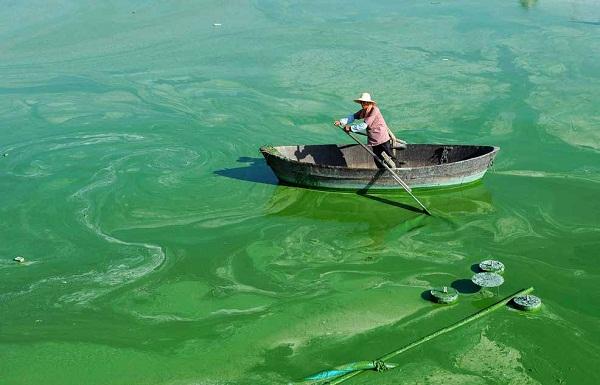 1764038410538279.jpg “水華”現象.jpg